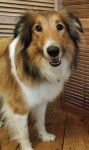 Photo Old Time Scotch Collie