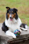 Photo Old Time Scotch Collie
