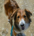 Photo Old Time Scotch Collie