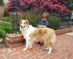Photo Old Time Scotch Collie