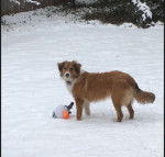 Photo Old Time Scotch Collie