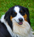 Photo Old Time Scotch Collie