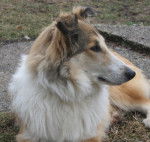 Photo Old Time Scotch Collie