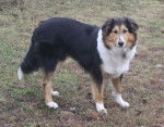 Photo Old Time Scotch Collie