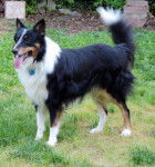 Photo Old Time Scotch Collie