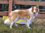 Photo Old Time Scotch Collie