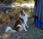 Photo Old Time Scotch Collie