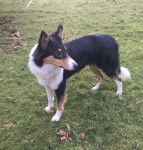 Photo Old Time Scotch Collie