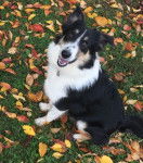 Photo Old Time Scotch Collie