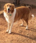 Photo Old Time Scotch Collie