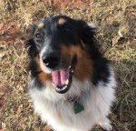 Photo Old Time Scotch Collie