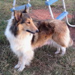 Photo Old Time Scotch Collie