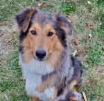 Photo Old Time Scotch Collie