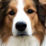 Photo Old Time Scotch Collie