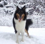 Photo Old Time Scotch Collie