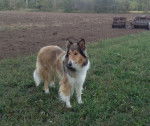 Photo Old Time Scotch Collie