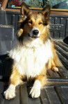 Photo Old Time Scotch Collie
