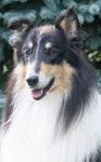 Photo Old Time Scotch Collie