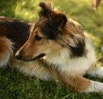 Photo Old Time Scotch Collie