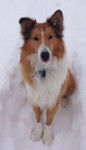 Photo Old Time Scotch Collie