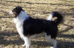 Photo Old Time Scotch Collie