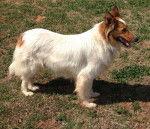 Photo Old Time Scotch Collie