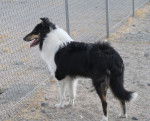 Photo Old Time Scotch Collie