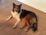 Photo Old Time Scotch Collie