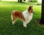 Photo Old Time Scotch Collie