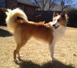 Photo Old Time Scotch Collie