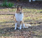 Photo Old Time Scotch Collie