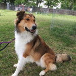 Photo Old Time Scotch Collie