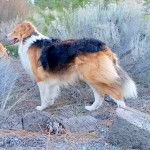 Photo Old Time Scotch Collie