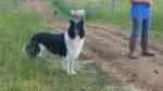 Photo Old Time Scotch Collie