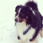 Photo Old Time Scotch Collie