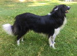 Photo Old Time Scotch Collie