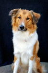 Photo Old Time Scotch Collie