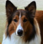 Photo Old Time Scotch Collie