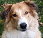 Photo Old Time Scotch Collie