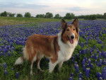 Photo Old Time Scotch Collie