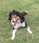 Photo Old Time Scotch Collie