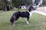 Photo Old Time Scotch Collie