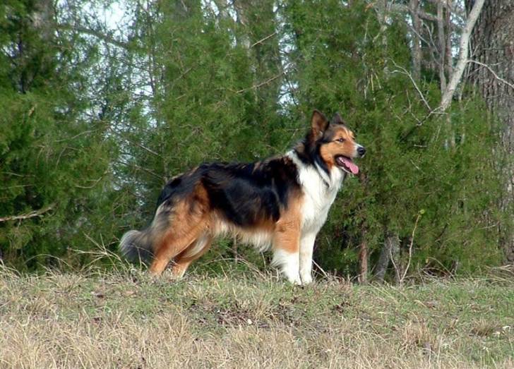 Photo Old Time Scotch Collie