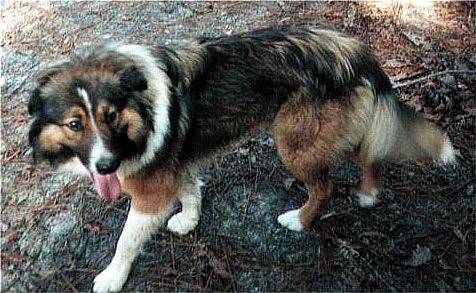 Photo Old Time Scotch Collie