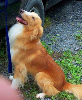 Photo Old Time Scotch Collie