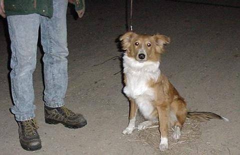 Photo Old Time Scotch Collie