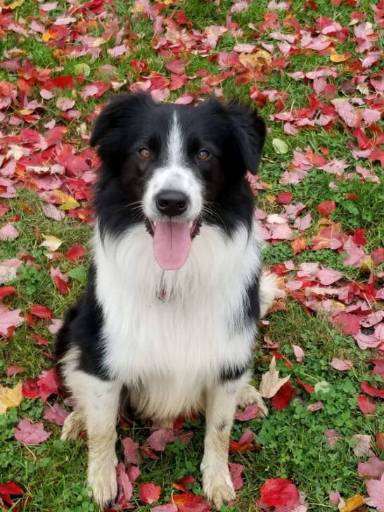 Photo Old Time Scotch Collie