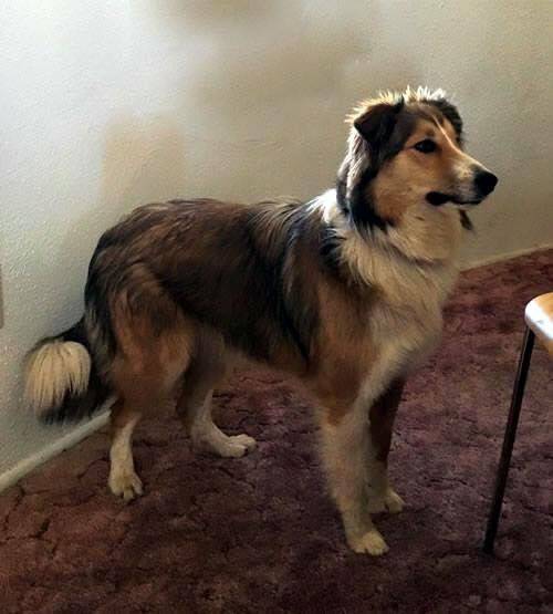 Photo Old Time Scotch Collie