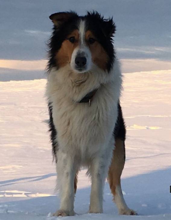 Photo Old Time Scotch Collie