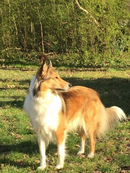 Photo Old Time Scotch Collie